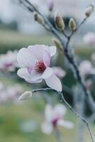 verbazingwekkend magnolia bloemen in een voorjaar tuin. lente achtergrond. foto