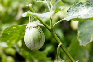 aubergine Aan de boom foto