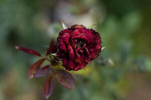 droog verdord rood roos bloem foto