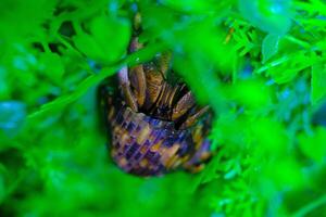 macro fotografie. dier dichtbij omhoog. macro schot van de Purper land- kluizenaar krab of coenobita brevimanus, proberen naar beklimmen wijnstokken. schot in macro lens foto