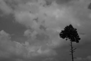 monochroom fotografie. donker achtergrond en hoog contrast. zwart en wit foto van een boom met een bladerrijk tip. een boom tegen een donker lucht achtergrond. bandoeng, Indonesië