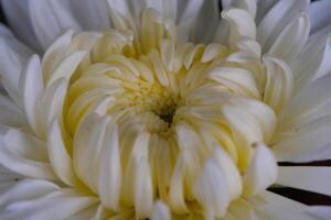 macrofotografie. selectief focus. detailopname schot van wit chrysant bloem. mooi chrysant bloemen groeit in de tuin. schot in macro lens foto