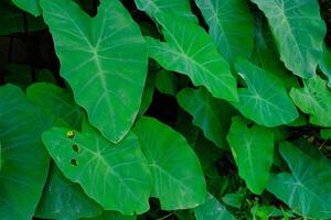 achtergrond fotografie. getextureerde achtergrond. macro foto van breedbladig groen taro planten. groen taro planten toenemen wild in de goot afvoeren. bandoeng, Indonesië