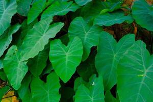 achtergrond fotografie. getextureerde achtergrond. macro foto van breedbladig groen taro planten. groen taro planten toenemen wild in de goot afvoeren. bandoeng, Indonesië