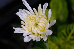 macrofotografie. selectief focus. detailopname schot van wit chrysant bloem. mooi chrysant bloemen groeit in de tuin. schot in macro lens foto