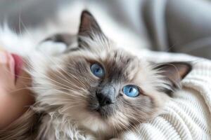 een sereen lappenpop kat loungen in haar eigenaren armen, haar blauw ogen staren liefdevol Bij haar menselijk metgezel foto