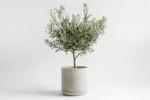 hoog, slank olijf- bomen geplant in elegant beton potten. foto