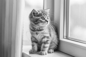 een pluizig Schots vouwen katje neergestreken Aan een vensterbank, haar oren gevouwen netjes tegen haar hoofd net zo het blikken uit Bij de wereld foto