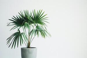 een palm boom in een pot looks mooi tegen een schoon wit achtergrond. foto