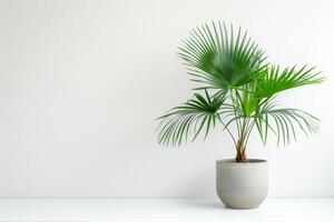 stel je voor een slank palm boom groeit in een modern pot. foto