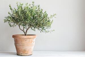 ingemaakt olijf- boom in een rustiek terracotta pot foto