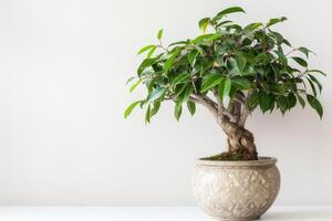 banyan boom in een pot foto