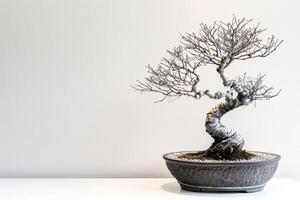 slank bonsai boom in een pot foto