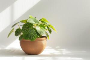 fittonia in een bruin terracotta pot met zonlicht tegen een wit achtergrond. foto