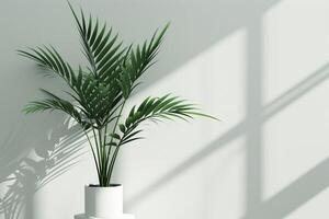 een palm boom in een pot looks mooi tegen een schoon wit achtergrond. foto