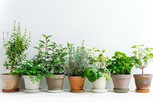 groen planten bloeiend in potten wit achtergrond foto