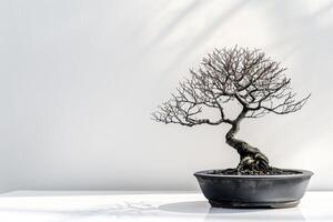 slank bonsai boom in een pot foto