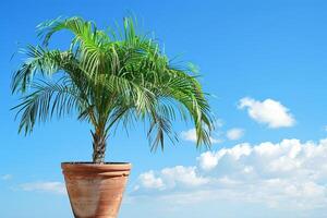 helder gekleurde ingemaakt palm bomen staan tegen de backdrop van de blauw lucht. foto