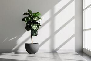 een opvallend rubber boom weergegeven in een minimalistische pot. foto