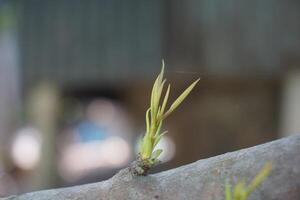 een jong boom Afdeling met klein groen bladeren foto