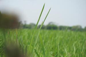 een groot veld- van groen gras foto
