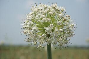 een groot ui wit bloem met veel klein wit bloemen foto