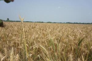 een veld- van tarwe is getoond in de afstand foto
