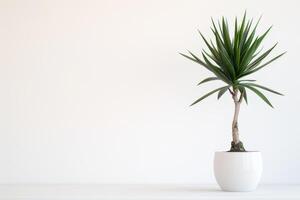 een ingemaakt yucca boom staat hoog in een minimalistische pot. foto