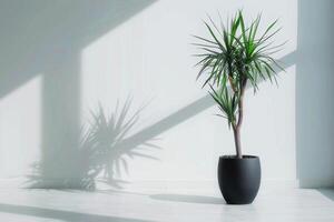 een ingemaakt yucca boom staat hoog in een minimalistische pot. foto