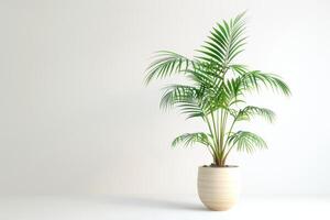 stel je voor een slank palm boom groeit in een modern pot. foto