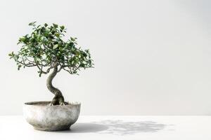 klein ficus boom elegant potten Aan een zuiver wit achtergrond foto