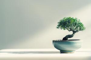 een bonsai boom geplant in een netjes, minimalistische pot. foto