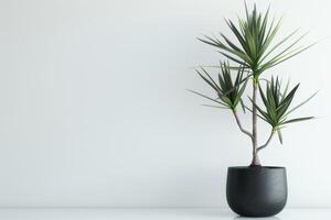 een ingemaakt yucca boom staat hoog in een minimalistische pot. foto