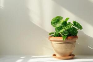 fittonia in een bruin terracotta pot met zonlicht tegen een wit achtergrond. foto