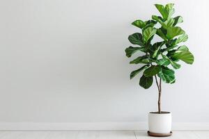 viool blad fig boom in een pot foto