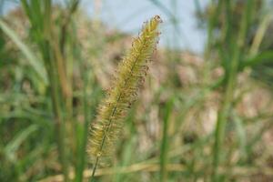 een hoog gras met lang stengels in de gras foto