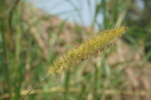 een hoog gras met lang stengels in de gras foto