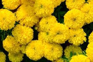 geel goudsbloem bloem bloeiend in tuin, top visie bloem achtergrond foto