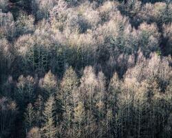 briljant door de zon winter bossen gedekt in wit korstmos foto