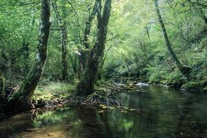 groen en kalmte atmosfeer Aan een zomer ochtend- in een rivier- met kalmte wateren foto