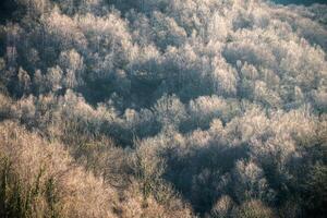 klein bladerrijk bloemknoppen schijnen in vroeg voorjaar in een Woud foto