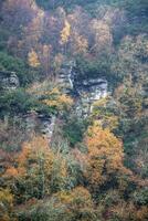 vergeling gebladerte Aan herfst eiken foto