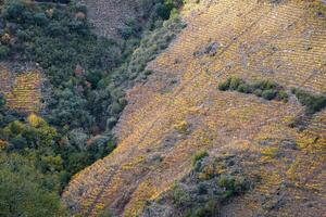 steil heuvel gedekt met kleurrijk wijngaarden in de ribeira sacra foto