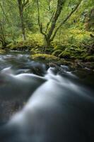 etherisch en surrealistische atmosfeer in de oude bemost bossen Aan de bank van een rivier- foto