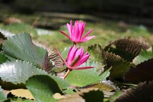 dichtbij omhoog visie van paar van roze Waterlelie in bloei drijvend Aan de meer foto