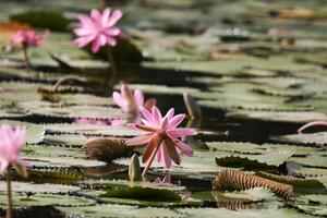 dichtbij omhoog visie van paar van roze Waterlelie in bloei drijvend Aan de meer foto