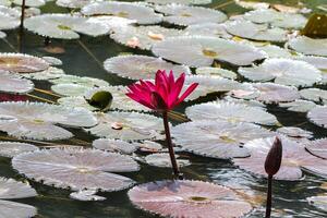 dichtbij omhoog visie van paar van roze Waterlelie in bloei drijvend Aan de meer foto