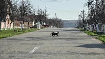 zwart kat kruispunt een platteland weg in Roemenië foto