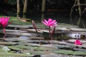 dichtbij omhoog visie van paar van roze Waterlelie in bloei drijvend Aan de meer foto