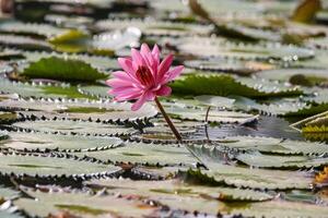 dichtbij omhoog visie van paar van roze Waterlelie in bloei drijvend Aan de meer foto